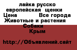 лайка русско-европейская (щенки) › Цена ­ 5 000 - Все города Животные и растения » Собаки   . Крым